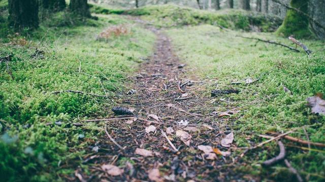 forest green nature walk bathing